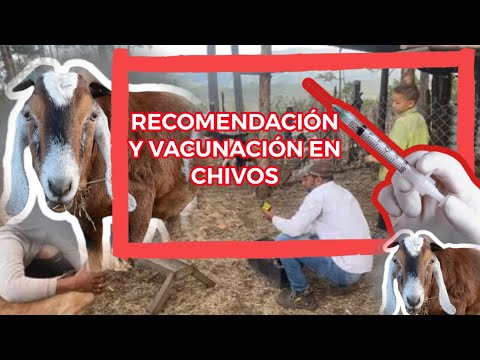 RECOMENDACIÓN Y VACUNACIÓN