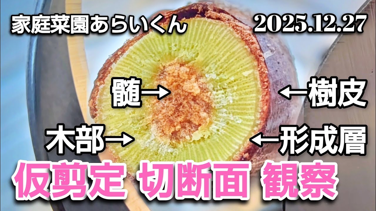 【シャインマスカット、黒系ぶどう】第１９４回、仮剪定完全版【一文字短梢栽培】