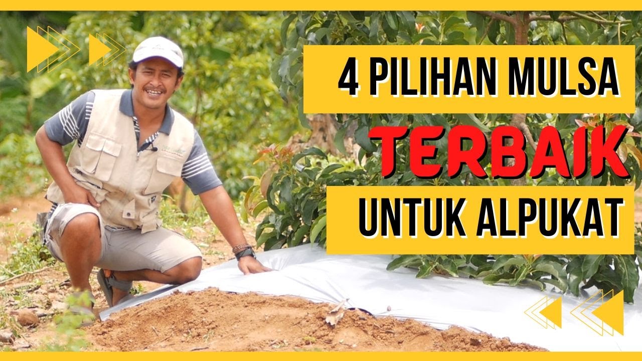 JANGAN SALAH PILIH! 4 PILIHAN MULSA PALING BAGUS POHON ALPUKAT! Beserta Kelebihan dan Kelemahannya