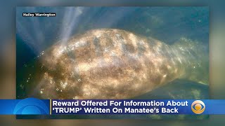 $5,000 Reward Offered After Someone Scrawls ‘TRUMP’ Into Florida Manatee’s Back