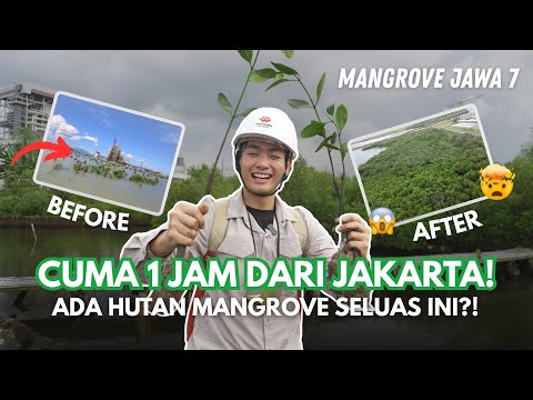150.000 POHON MANGROVE TUMBUH DI SINI! Dari 5 Hektar jadi 19 Hektar! 😱
