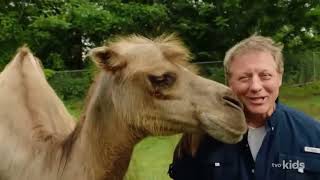 Wild Kratts: Backpack the Camel - Dromedaries vs. Bactrians Wealth