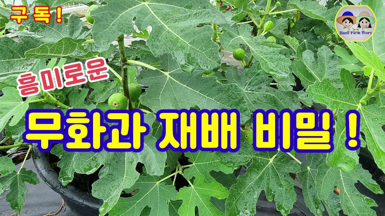 무화과 재배의 비밀.... 전격 공개 !