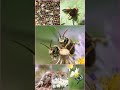 🐝 Unlocking the Bee 🐞☆¹⁰★¹■¹●¹
