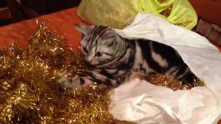 British Shorthair kitten: Playing with the Xmas decors by Dreamy Cat 79 views 7 years ago 2 minutes, 51 seconds