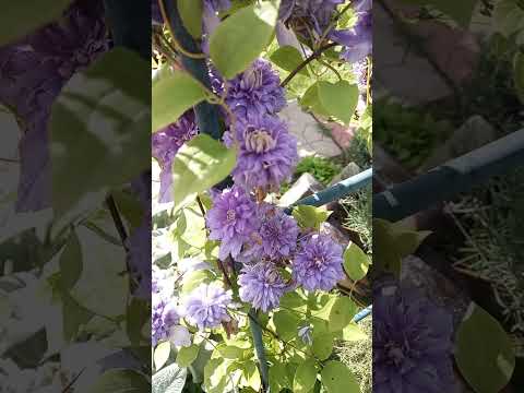 Video: Blossoming liana in your garden