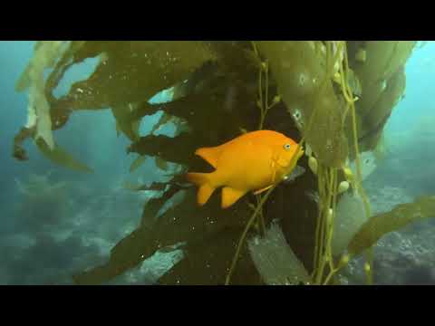 Casino Point Dive Park / Avalon, Catalina Island, CA, USA