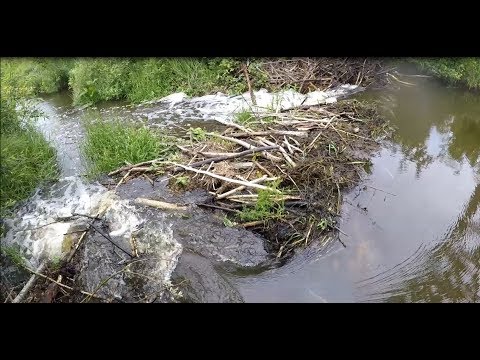 Breaking Beaver dam,