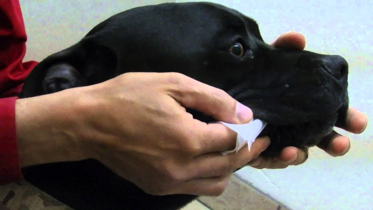 Pet Teeth Cleaning - YouTube