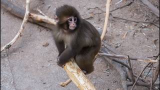 Punch Grooving Happily to a Catchy Beat 🎶🐒 | Punch Monkey