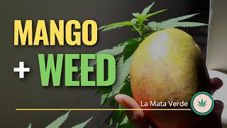 ¿Qué sucede al combinar MANGO CON MARIHUANA?