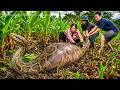 72 Hours Of Terror: Girl Harvesting Galangal Suddenly Attacked By A Giant Python!