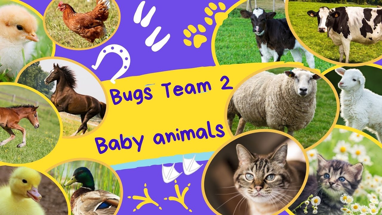 "Baby animals" song Bugs Team 2 - YouTube