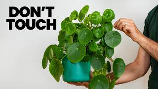 I FINALLY Figured Out The Chinese Money Plant