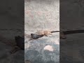 Snake Kill Mongoose Live Footage Near My Home Guys Life Mai First Time Dekha Snake Viral 