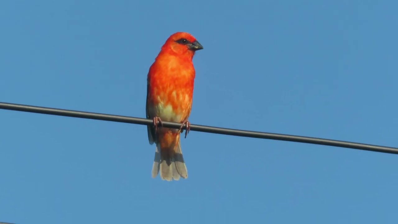 Île de la Réunion ,les oiseaux de nos quartiers (3)