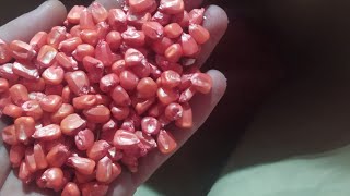 Доробка насіння кукурудзи.