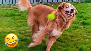 Funny Animal Videos 🤣 Funniest Cats and Dogs Videos 2024 😅 #140