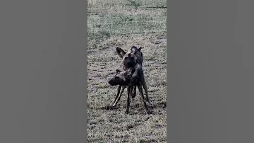 When Wild Dogs Behave Like Wild Dogs 100shorts2024 Youtubechamps 