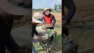 Cutting cassava stems