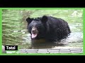 World Bear Day: Meet the bears!