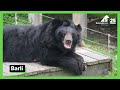 World Bear Day: Meet the bears!