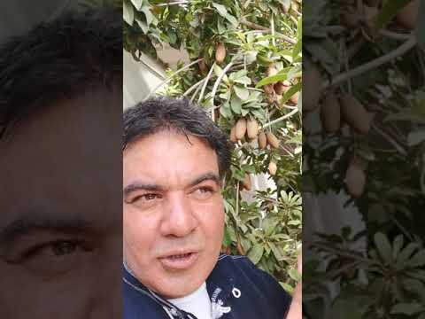 مشتل يوسف الحمراشدي مشتل الرستاق فاكهة الشيكو
