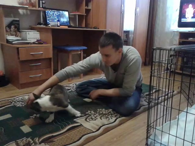 Когда начинать занятия с собакой?