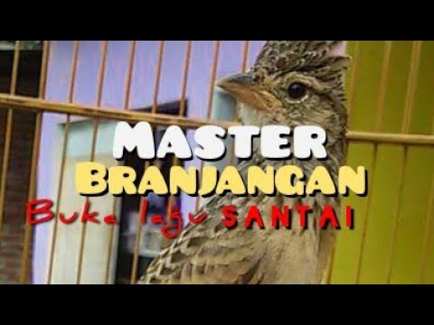 suara burung branjangan cocok buat pikat   burung langsung ngumpul ramai