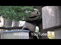 シャンシャン 2021.11.30 上野動物園