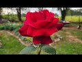 Beautiful roses blooming in the garden at the end of april gardening on purpose