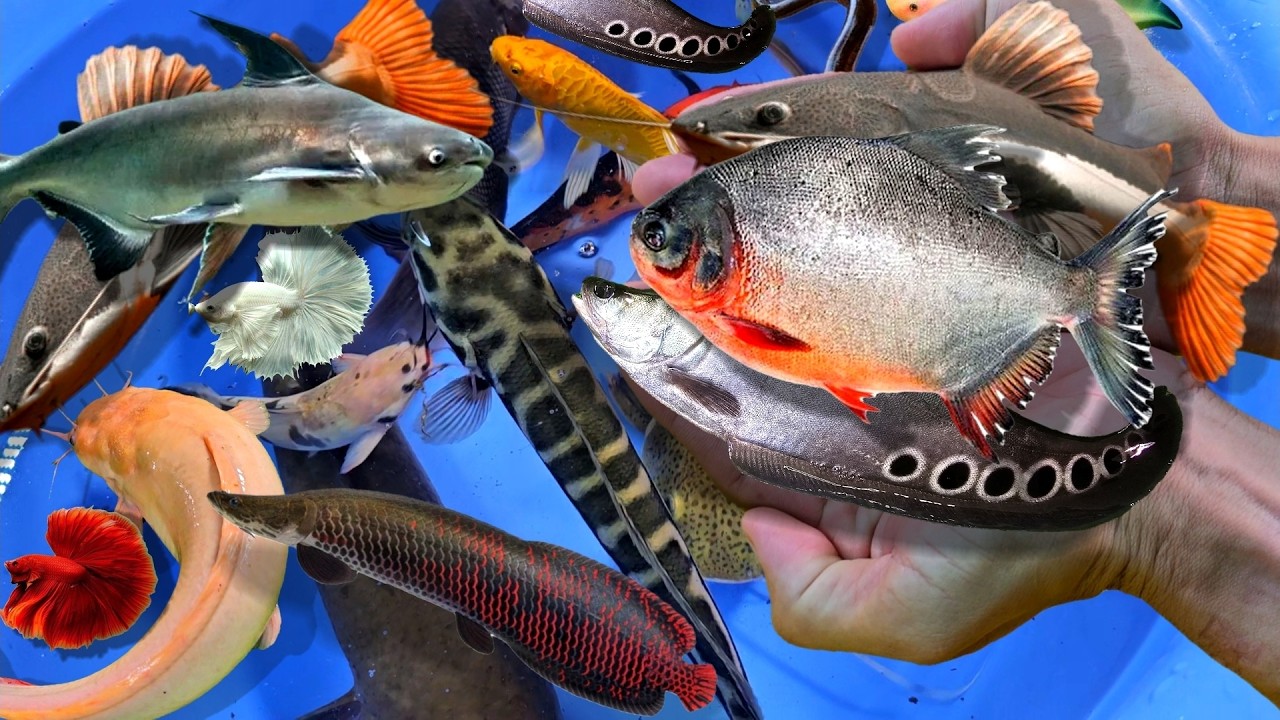 Bắt cá trê lớn nước ngọt, cá trân châu, cá ba đuôi, cá lóc, cá sấu, cá lia thia