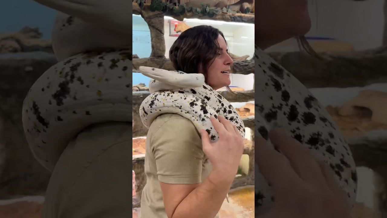 ONE OF A KIND beautiful Cow Reticulated Python🤩🙌