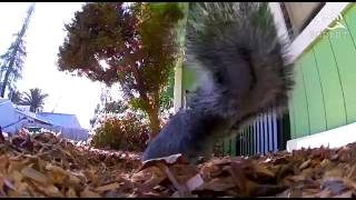 Squirrel Caught on Hidden Camera