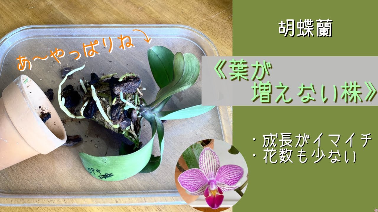 2023年7月5日　胡蝶蘭《葉が増えない・花数も少ない》　３年間植え替えしていない株　小苗時の古い水苔を切る（リクエスト）　水苔と素焼鉢で植え替え