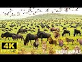 4K African Wildlife：  Volcanoes National Park, Africa - Scenic Wildlife Film With African Music