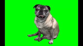 Bored AF Dog - Green Screen Video For Video Editing - Animated GIF