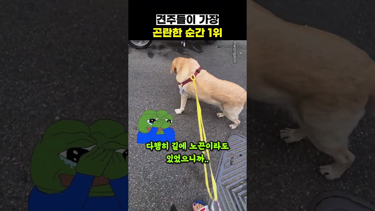 견주들이 가장 곤란한 순간 1위 썸네일