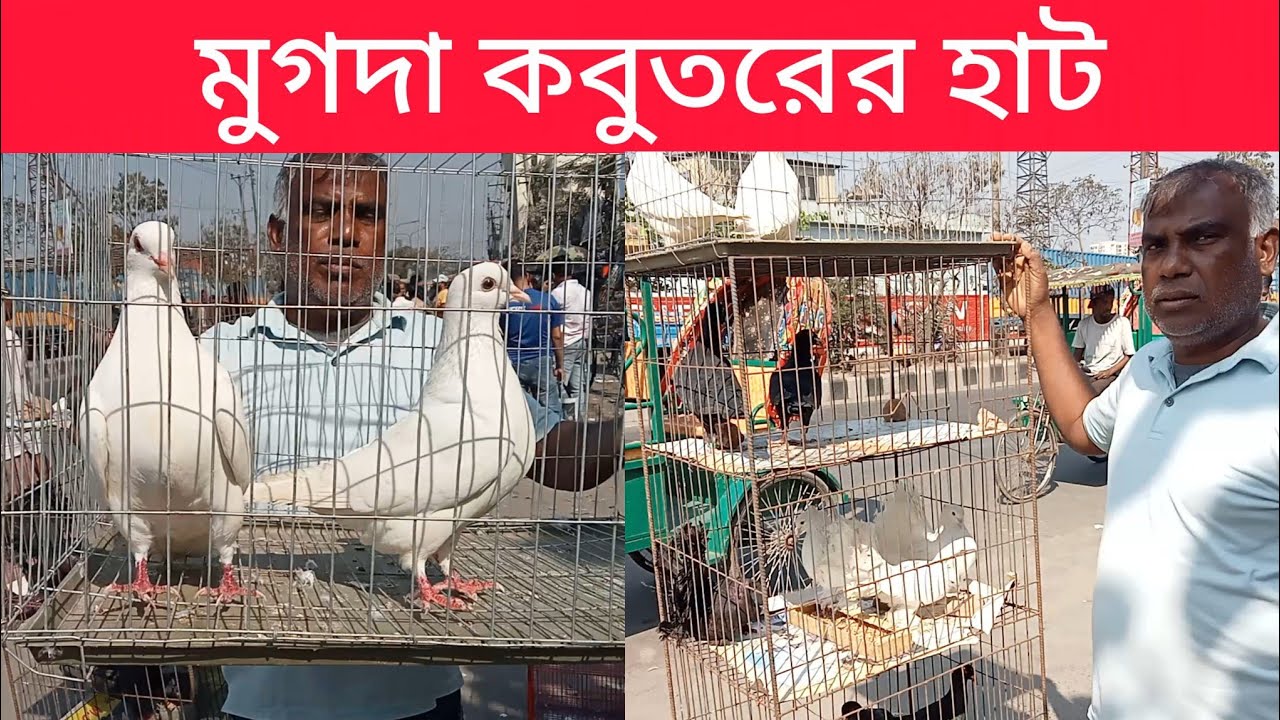 ১৪/০২/২০২৬,মুগদা কবুতরের হাট। কম দামি কবুতর হাট মুগদা কবুতরের হাট। কবুতর কিনুন  মুগদা কবুতর হাট।