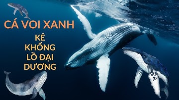 Cá Voi Xanh – Loài Động Vật Lớn Nhất Hành Tinh!