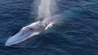 Gray whale baby? yes #sandiegovibes