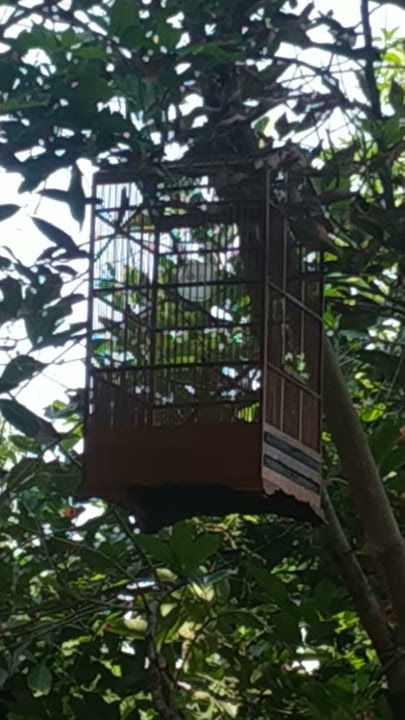 suara burung meong/ciblek tebu