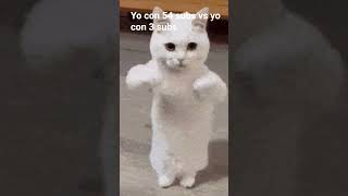 hemos cresido gracias a su a poyo#videos de gatos