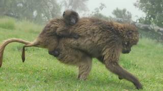 Mother and baby Gelada baboons (Theropithecus gelada) in the Simien Mountains, Ethiopia