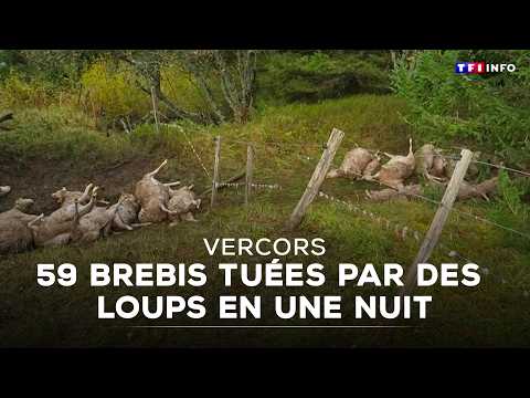 New Wolf Attack: Nearly Sixty Sheep Killed