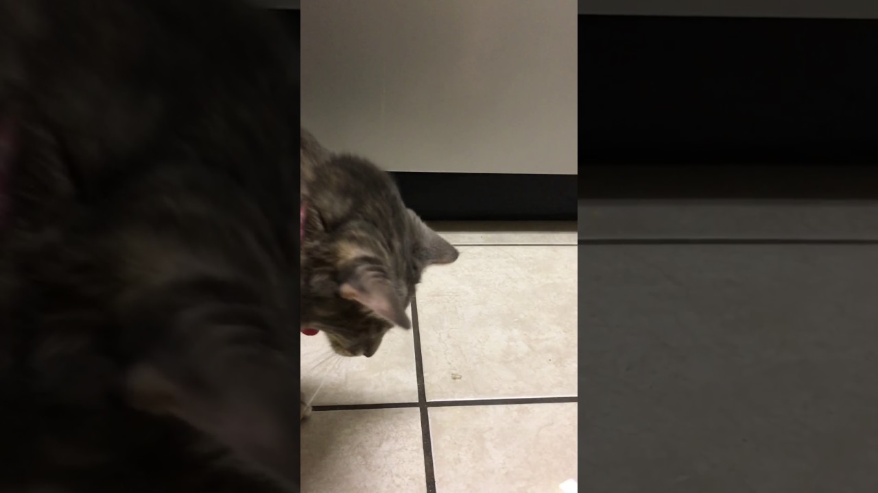 Funny cat gag YouTube