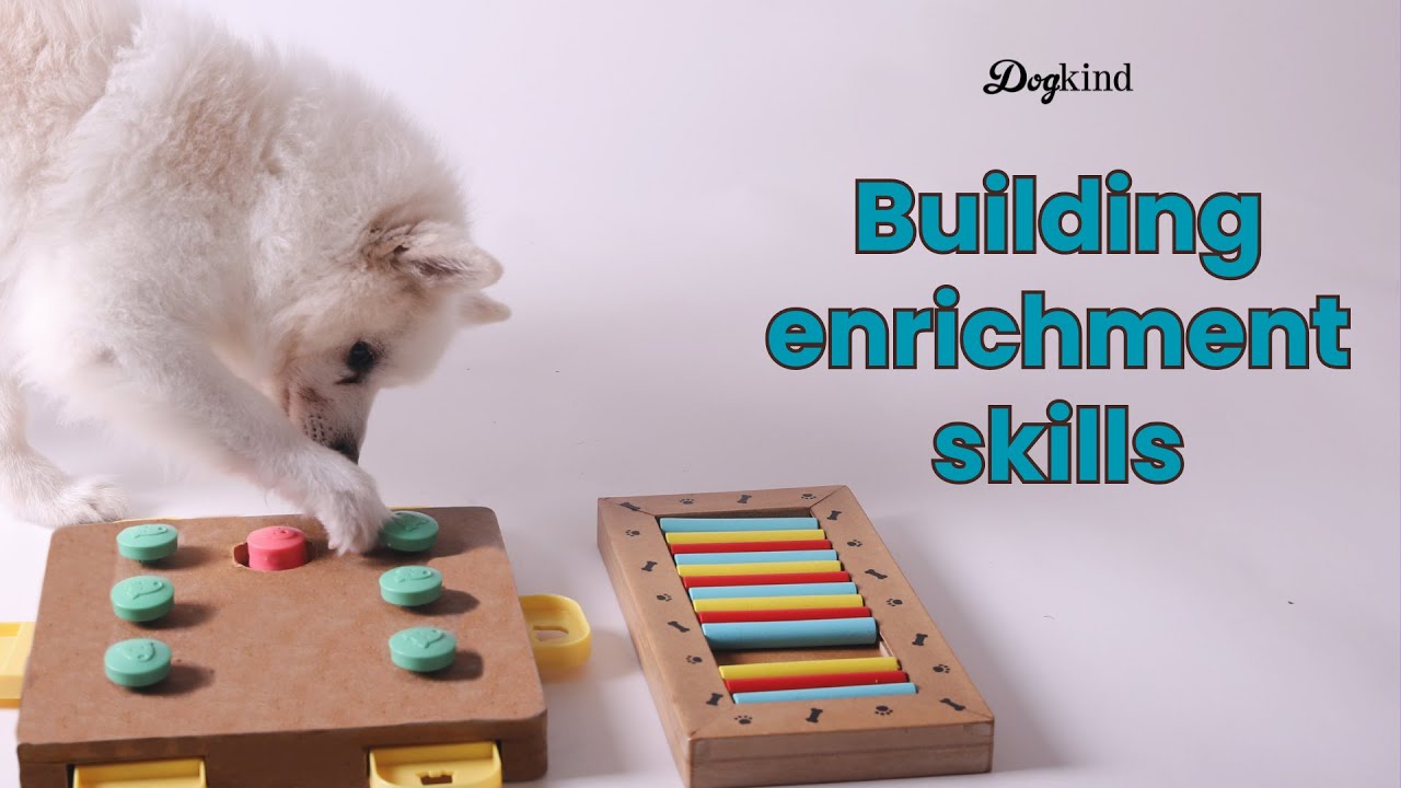 Игровые навыки для пугливых собак