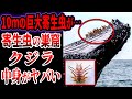 【ゆっくり解説】10mの巨大寄生虫が…クジラに寄生している恐怖の寄生虫たち