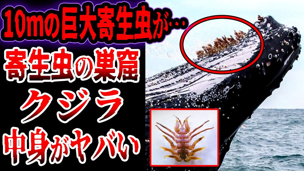 Slow commentary] A giant 10m parasite The terrifying parasites