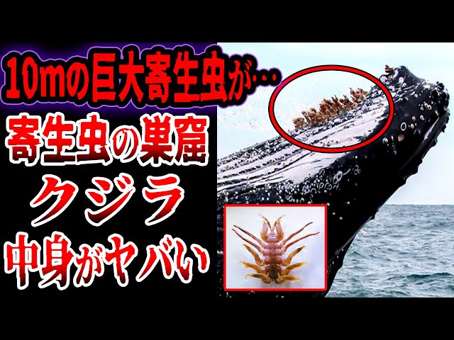 Slow commentary] A giant 10m parasite The terrifying parasites